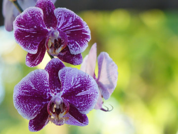 пурпурная орхидея, цветы, макро