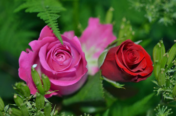 фото, цветы, розы, розовая, красная, зеленые листья