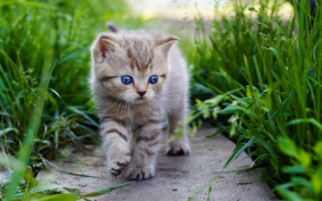 серый котенок, зеленая трава, голубые глаза, домашние животные, gray kitten, green grass, blue eyes, pets