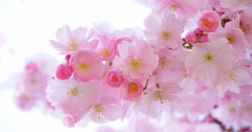 Обои на рабочий стол дерево, ветвь, лепесток, цветущее растение, цвет, японская вишня, декоративная вишня, продукт, цветок, японская цветущая вишня, макросъёмка, японские вишневые деревья, ленц, бутон, период цветения, цветы, весна, наземное растение, вишни, растение, розовый, красочный