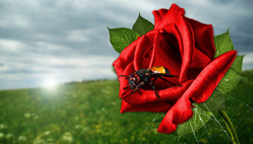 Фото бесплатно шершень, lichtspiel, насекомое, макро, красная роза, лучи солнца