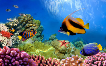Red Sea, underwater world, fish, corals, starfish, beautiful wallpaper, Красное море, подводный мир, рыбки, кораллы, морская звезда, красивые обои
