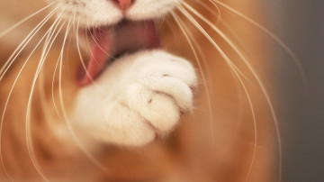 кот лижет лапу, кот, язык, лапа, вибриссы, животные, cat licks paw, cat, tongue, paw, vibrissae, animals