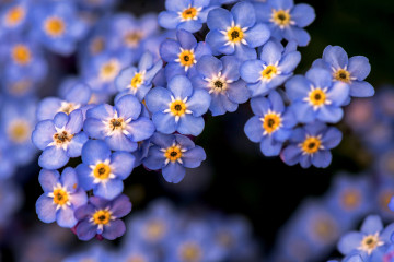 незабудки, голубые цветы, макро, красивые обои, forget-me-nots, blue flowers, macro, beautiful wallpaper, भूल जाओ, नीले फूल, मैक्रो, सुंदर वॉलपेपर भूल जाओ