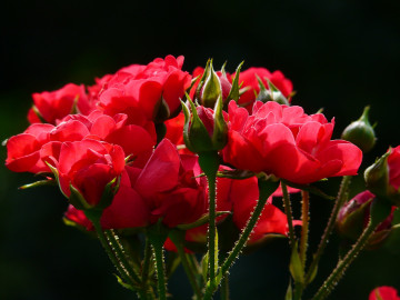 Фото бесплатно красные розы на черном фоне, букет, бутоны, цветы