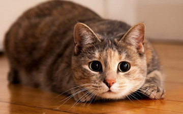 кошка, охотится, глазки, домашние животные, Cat, hunts, eyes, pets