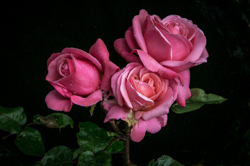 Фото бесплатно розовая роза, цветы, три розы, букет, черный фон