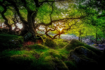 Фото бесплатно лес, зеленый мох, солнечная погода, лето, дерево, природа