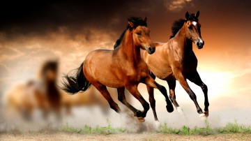 8К обои, бегущие кони, животные, размытость, картина шедевр