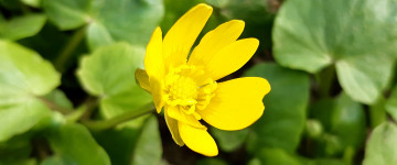 макро весенний желтый цветок 3440х1440 скачать