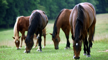 кони пасутся, животные, Horses are grazing animals