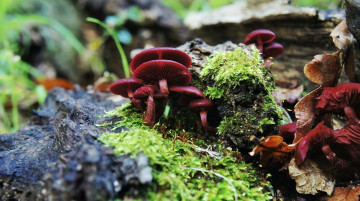 Фото бесплатно грибы, растения, мох, макро