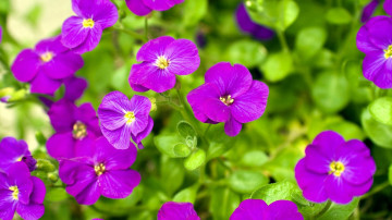 фиолетовые садовые цветы