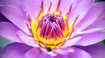 1920х1080 фиолетовая водяная лилия - макро цветок