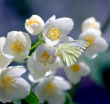 жасмин, белые цветы, цветущая веточка, бабочка, весна, jasmine, white flowers, blooming branch, butterfly, spring