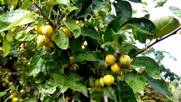 райские яблоки - дерево с плодами 3840х2160 4к обои скачать