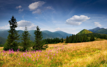 Фото бесплатно горы, поле, трава, полевые цветы, облака, лето