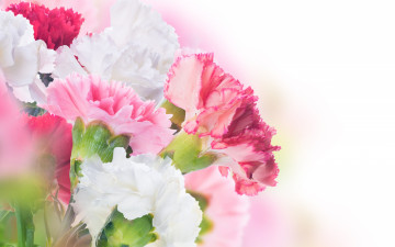 белые, розовые гвоздики, цветы, красивые обои, White, pink carnations, flowers, beautiful wallpaper