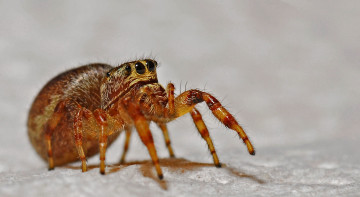 огромный паук макро насекомое лапки