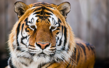 Фото бесплатно тигр, морда, огромная кошка, дикие животные