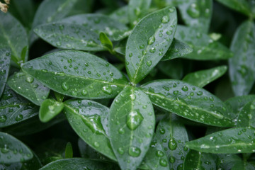 Фото бесплатно макро, листья, капли дождя