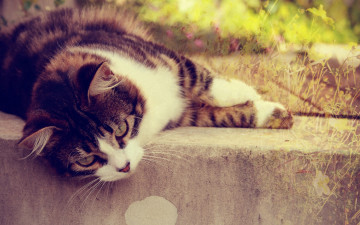 Фото бесплатно трава, кошка, полосатая на ступеньках