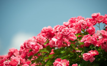 куст розы, цветы, небо, яркие красивые обои, Bush roses, flowers, sky, bright beautiful wallpaper