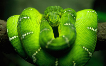 зеленая мамба, змея, скрученная на ветке, животные, обои, Green mamba, snake, twisted on a branch, animals, wallpaper