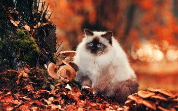 Фото бесплатно пушистая кошка, осень, милая, голубоглазая, грибы