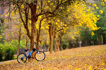 природа, велосипед, парк, осень, опавшие листья
