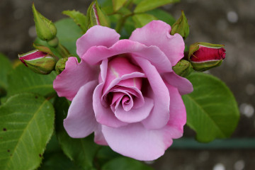 Фото бесплатно роза, розовая роза, цветок