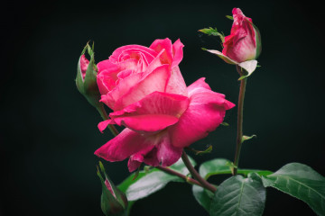 Фото бесплатно одинокая роза, цветы, розовая роза, чёрный фон