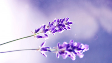 лаванда, цветы, макро, яркие, красивые обои, Lavender, flowers, macro, bright, beautiful wallpaper