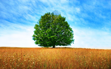 природа, лето, поле, растения, одинокое зеленое дерево, небо, облака, красивые обои, Nature, summer, field, plants, lonely green tree, sky, clouds, beautiful wallpaper