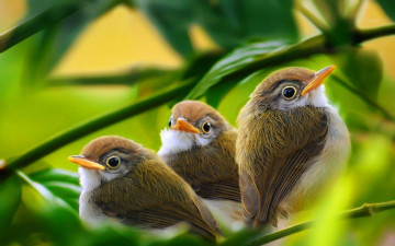 три птенчика, лето, веточки, яркие красивые обои, Three chicks, summer, twigs, bright beautiful wallpaper