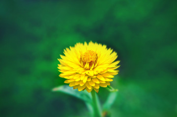 Фото бесплатно лепестки, размытие, желтый цветок
