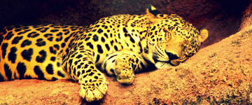 leopard, животные, спящий леопард, обои 3440х1440