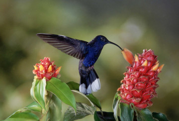 самая маленькая птичка в мире, колибри, красные цветы, The smallest bird in the world, hummingbirds, red flowers