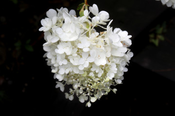 Фото бесплатно цветы, белая гортензия, на черном фоне