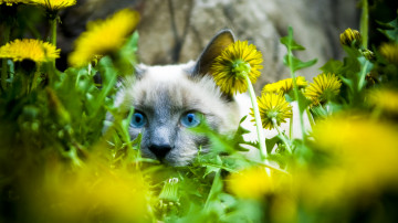 голубоглазый кот породы Рэгдол в желтых одуванчиках