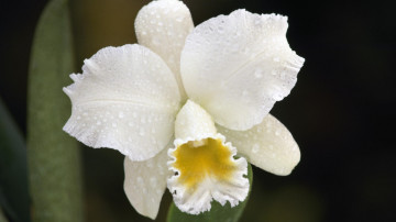белый нарцисс, весенний цветок, капли росы