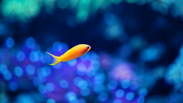золотая рыбка, под водой, глубина, море