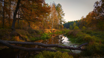 Фото бесплатно река, осень, падение дерева
