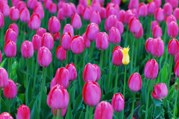 Сиреневые тюльпаны, один жёлтый, поле, весна, цветы