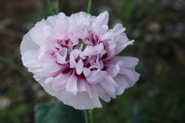 Фото бесплатно пион, цветущее растение, цветок