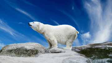 8К обои, белый медведь, снег, голубое небо, на краю света, северный полюс, животные, 8K wallpapers, polar bear, snow, blue sky, at the edge of the world, north pole, animals
