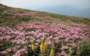 поле, розовые цветы, природа, красота, лето, обои скачать, Field, pink flowers, nature, beauty, summer, wallpaper download