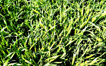 3840х2400 4к обои ярко-зелёная трава ранней весной