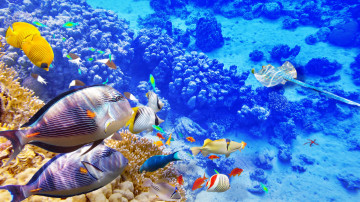 море, под водой, глубина, рыбки, морские обитатели, кораллы