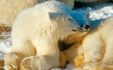 белые медведи, животные, Polar bears, animals